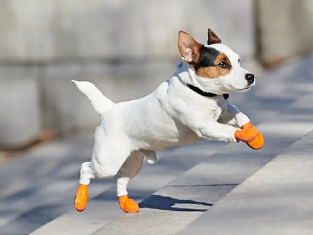 How to choose best dog boots for dogs who have issues with their paws ?