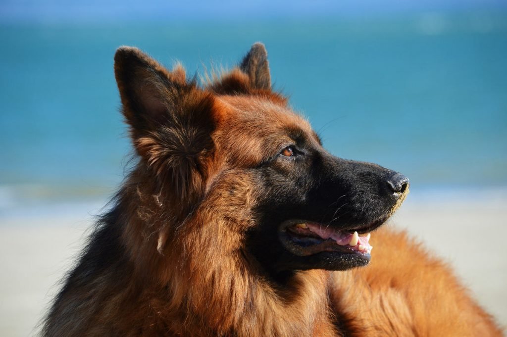 6 best dog food for doberman pinscher puppy for 2024