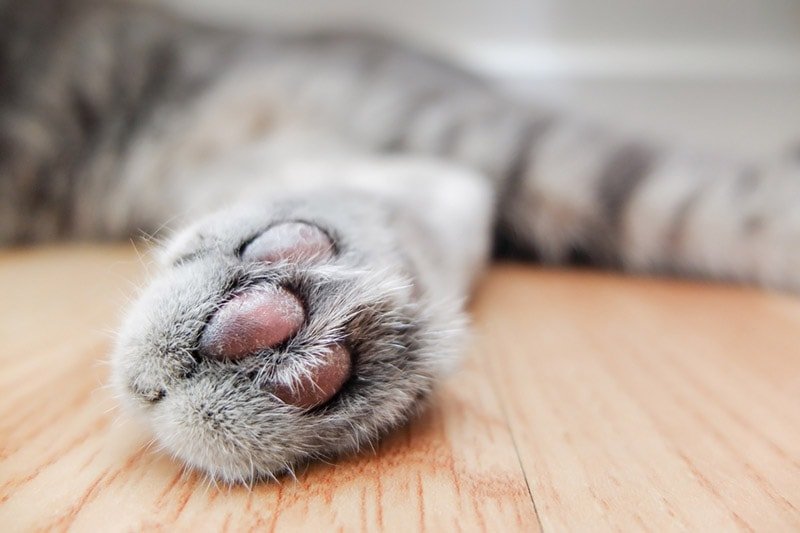 What can i use to moisturize my cat's paws ?