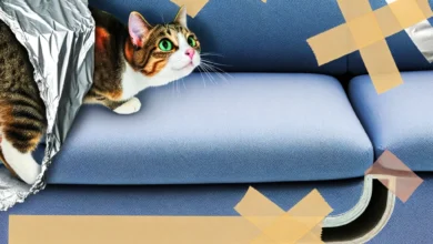 How to prevent your cat from peeing on furniture ?