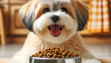 Best cheap dog food for small dogs 2024